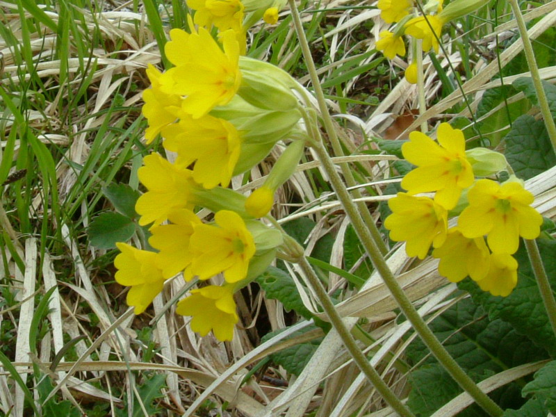 Primula veris / Primula odorosa